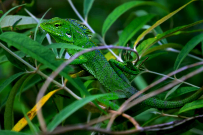 a green lizard is on some leaves and bushes