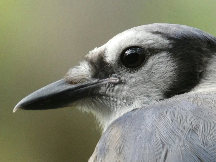 the black and grey bird is staring straight ahead