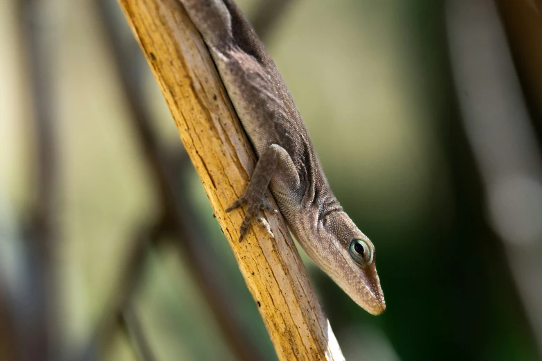 an lizard is perched on a wooden limb