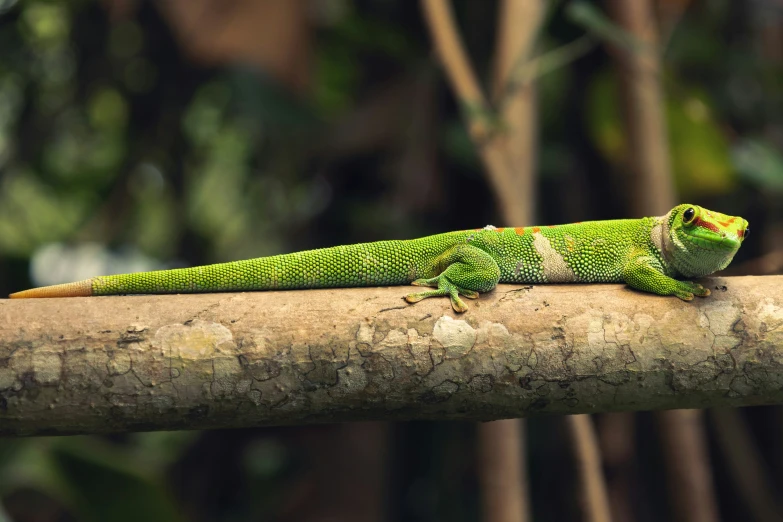 a large lizard is sitting on the limb of a tree