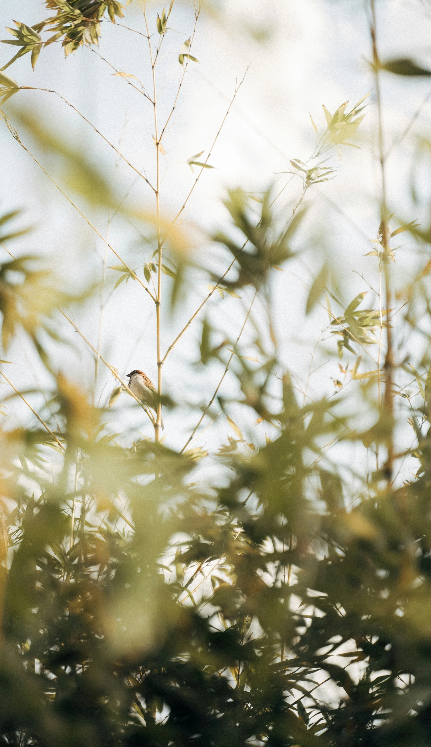 a bird perched in a tree outside on a sunny day