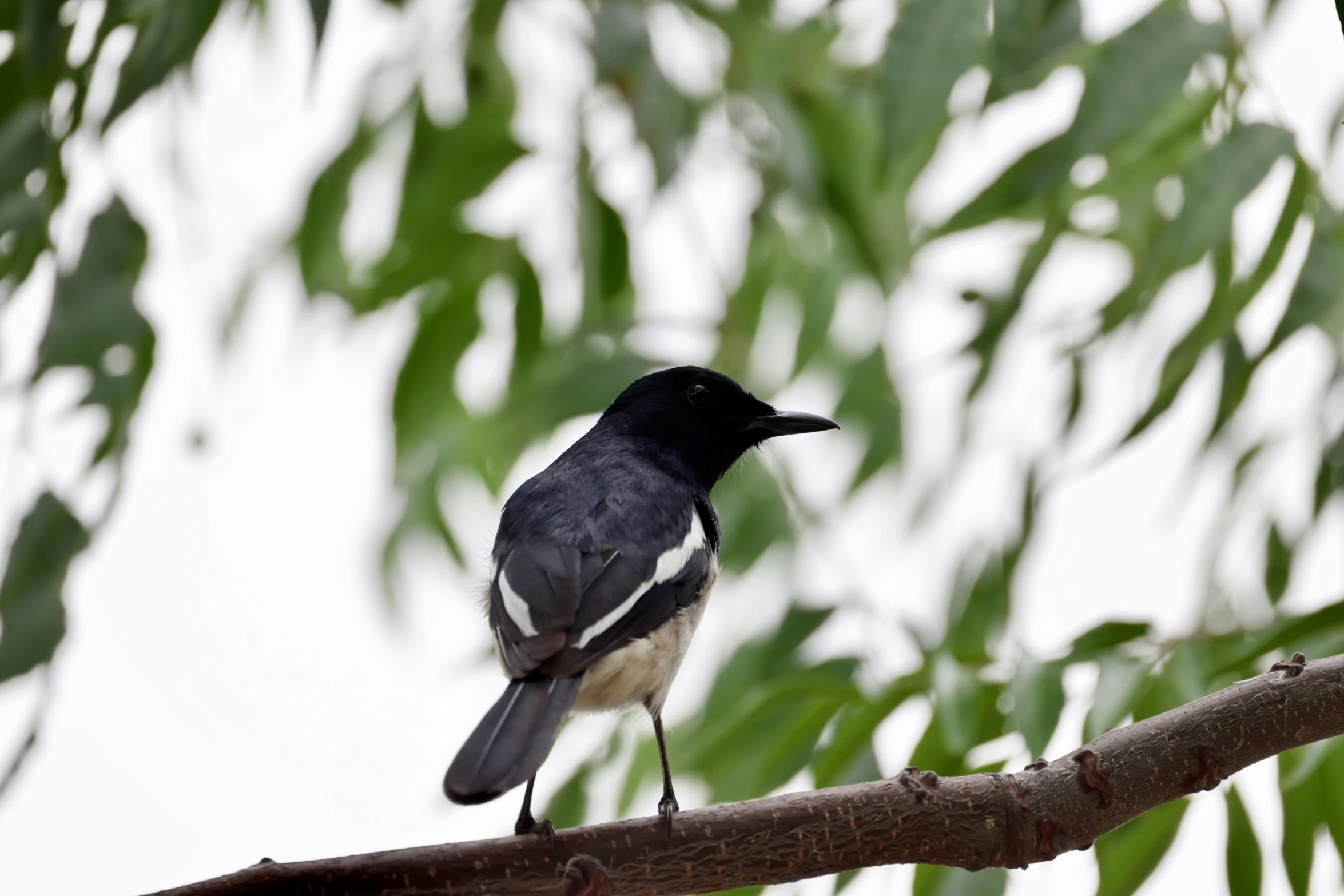 a black and gray bird perched on a tree nch