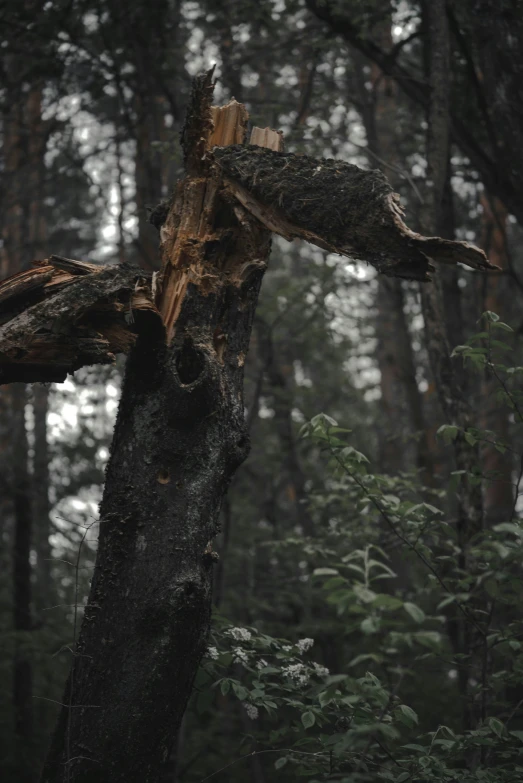 a tree in a woods is being defaced