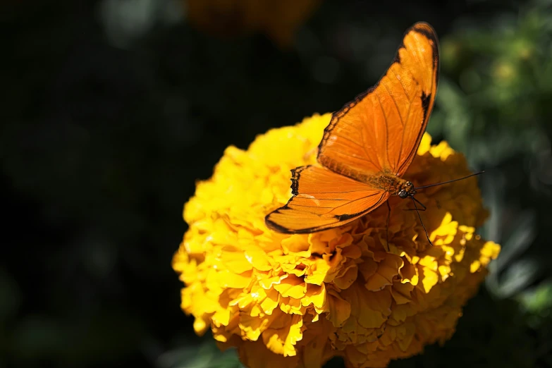 a large orange erfly sits on a bright yellow flower