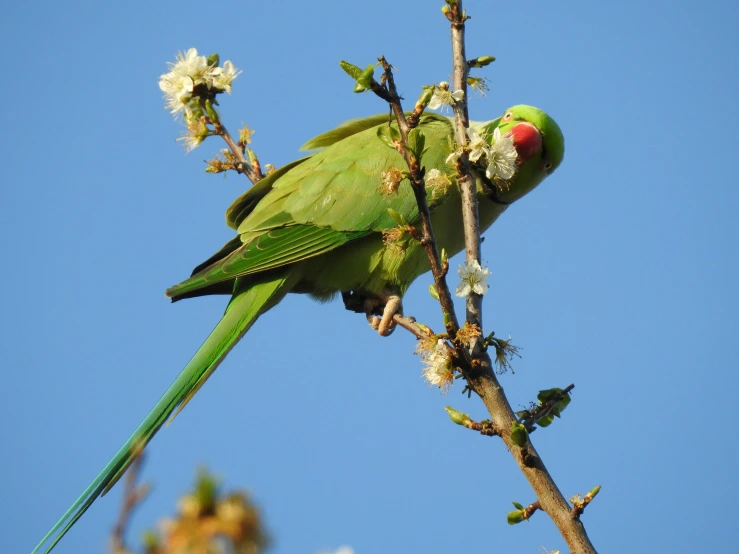 a green parrot perches on the top of a tree
