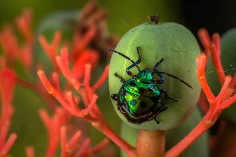 a bug that is on a fruit piece