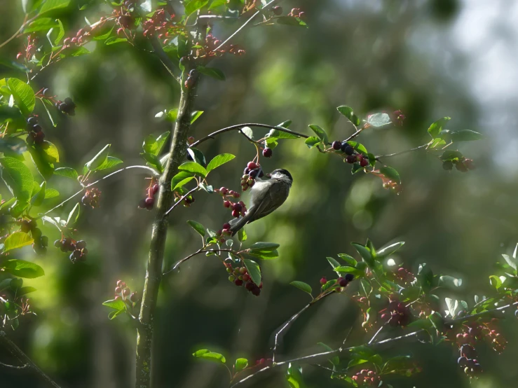 a bird is sitting on top of a berry tree