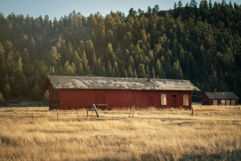 a small barn in a grassy area with pine trees behind it