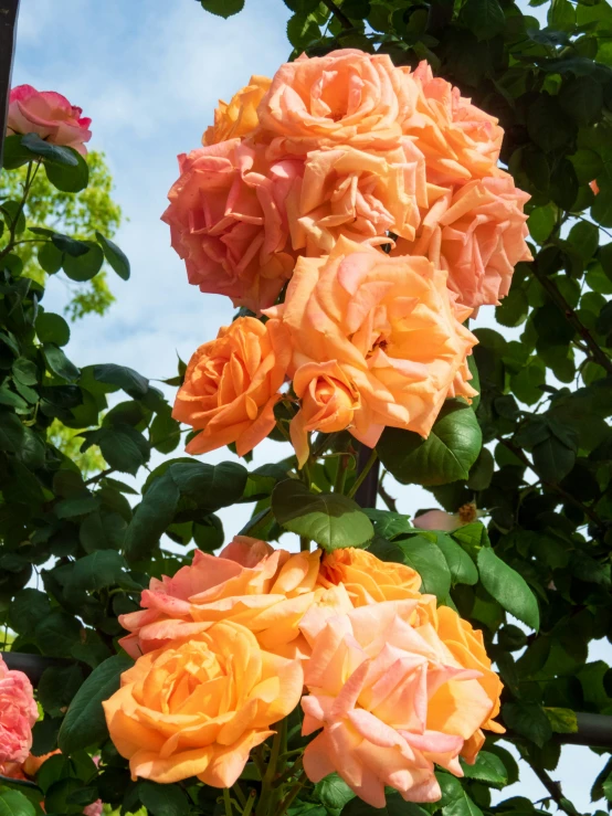 a large group of pink and orange roses growing on a tree