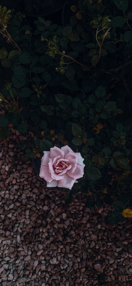 a lone pink rose laying among a bunch of leaves