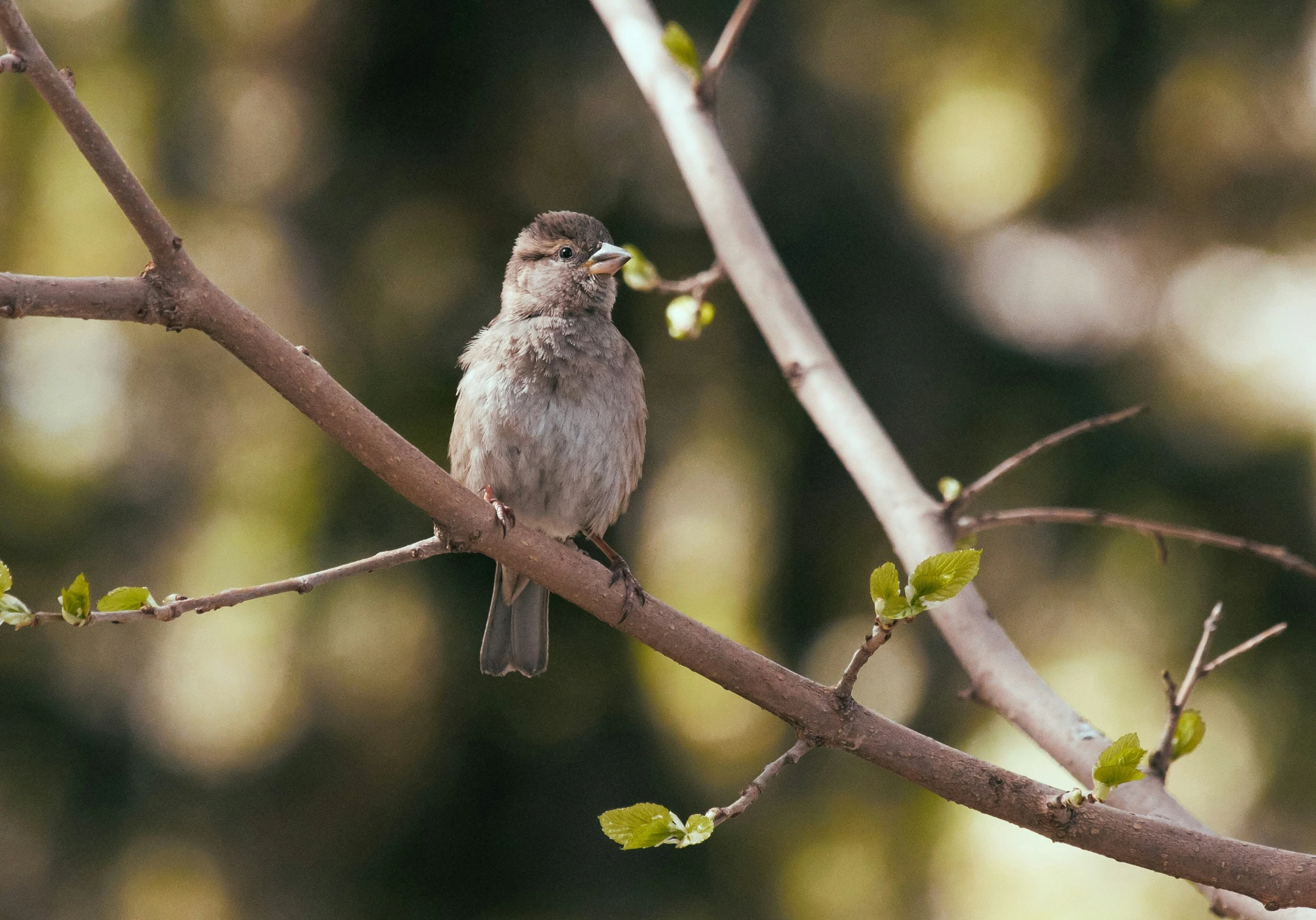 a small bird perched on a tree nch