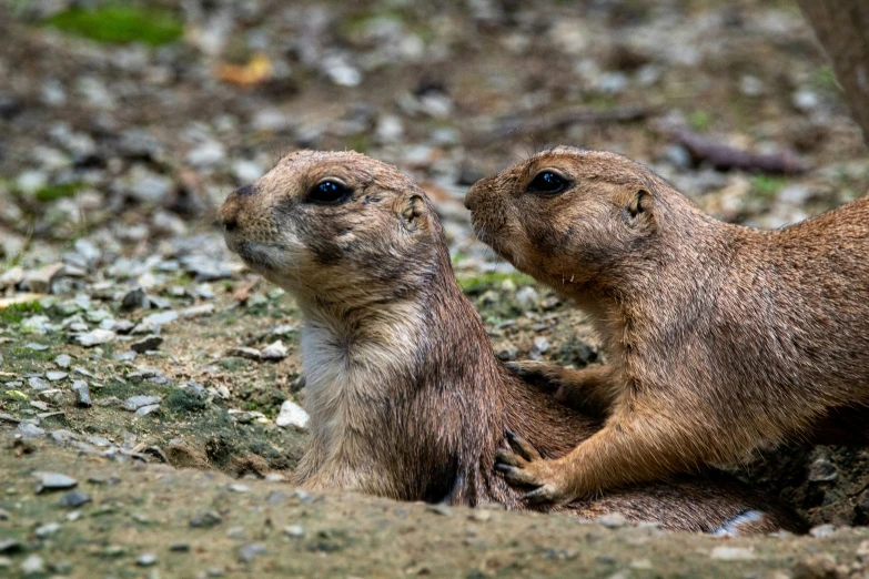 two baby marmores sitting on the ground looking up