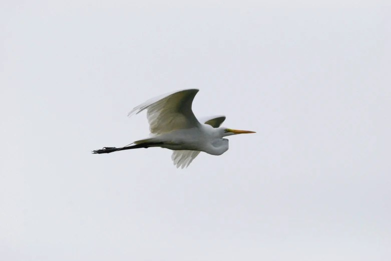 a bird is flying on the white sky