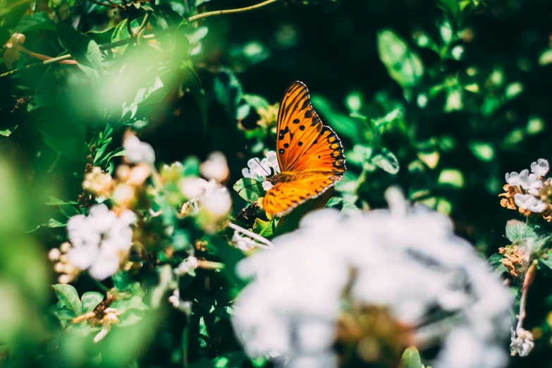 a erfly perched on a white flower in the forest