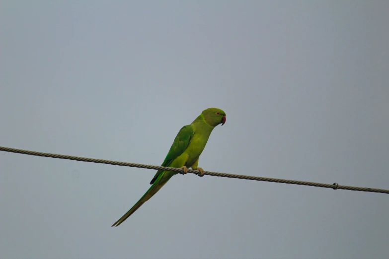 a bird that is perched on top of a wire