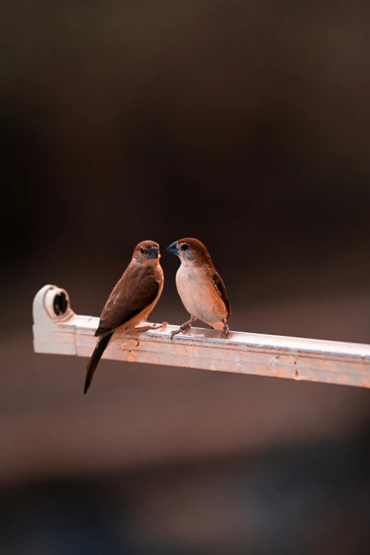 two birds are perched together on a fence