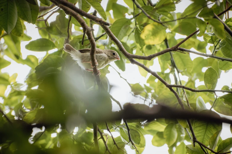 a bird perched on a tree nch in front of some leaves