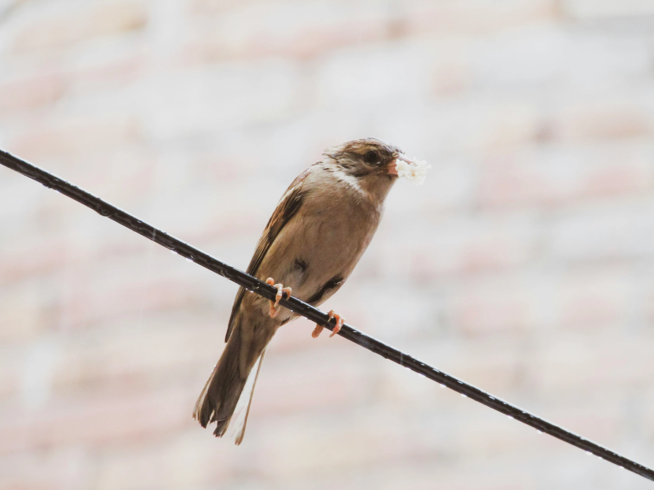 the small brown bird is sitting on the power lines