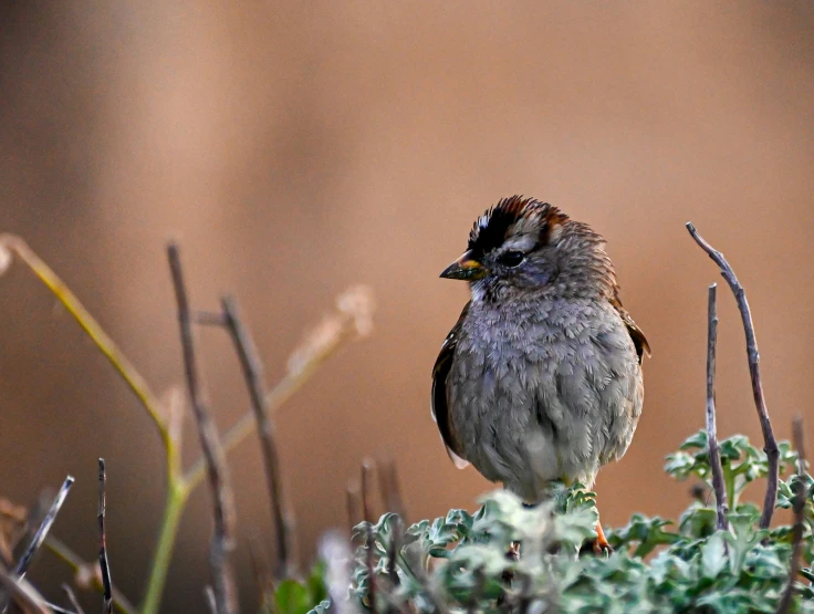 a small bird standing on top of a lush green field