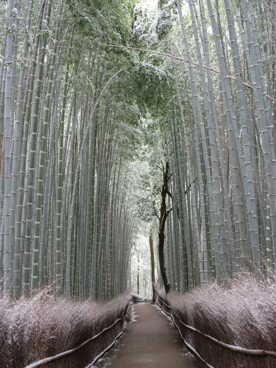 a dirt pathway between trees with a pathway leading into it