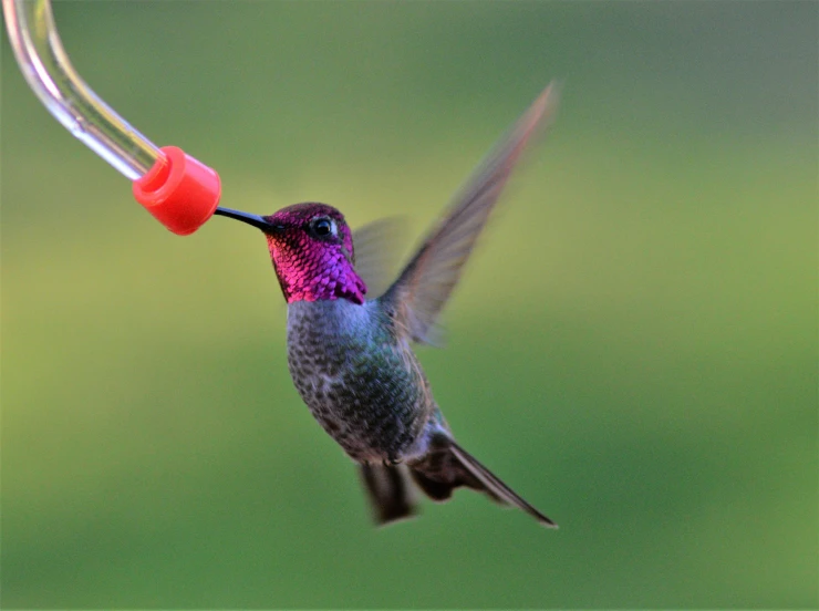 this is a hummingbird hovering with its wings wide open