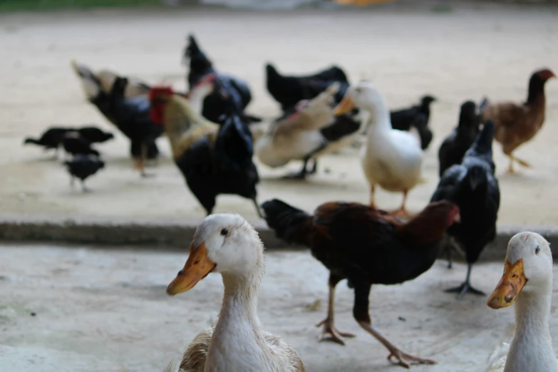 several ducks standing on cement next to each other