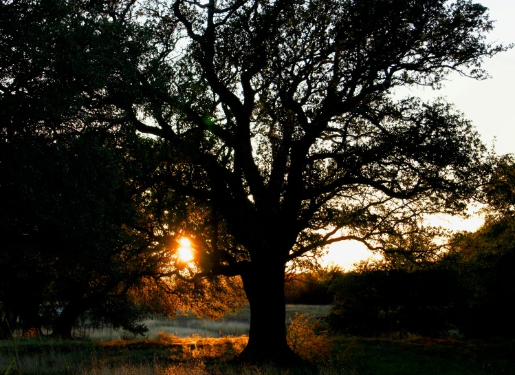 a lone bench under a tree during sunset