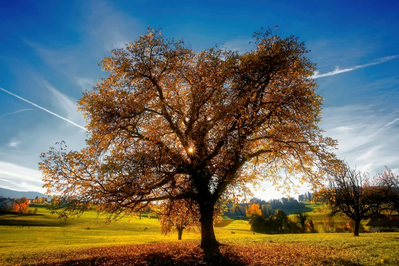 the tree stands alone in an open area