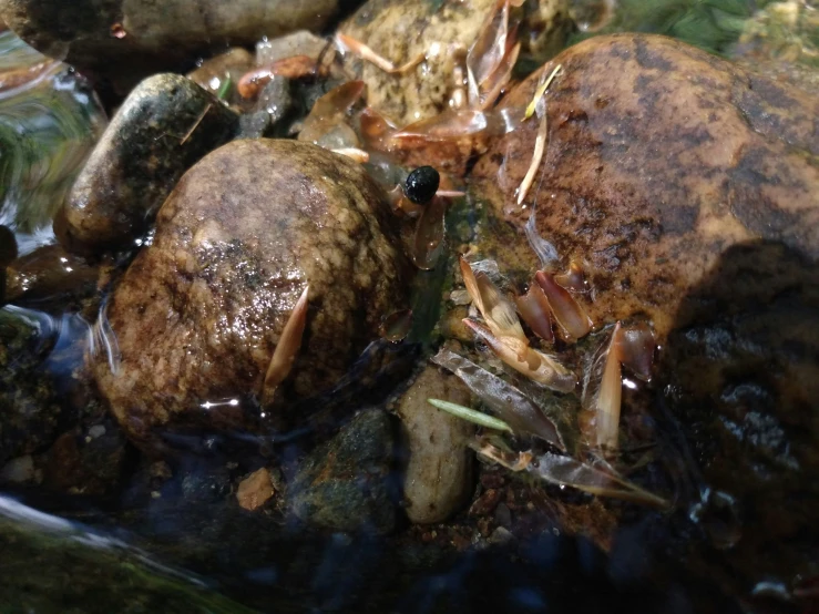 a variety of bugs on some rocks in water