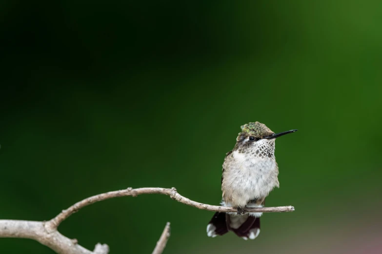 a small hummingbird perches on the top of a tree nch