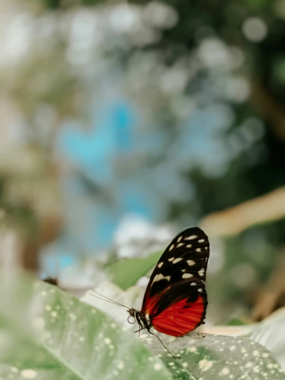 a red black and white erfly is sitting on a green leaf