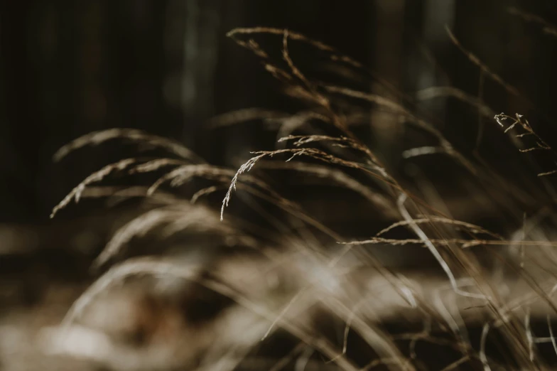 some long brown grass with lots of it growing