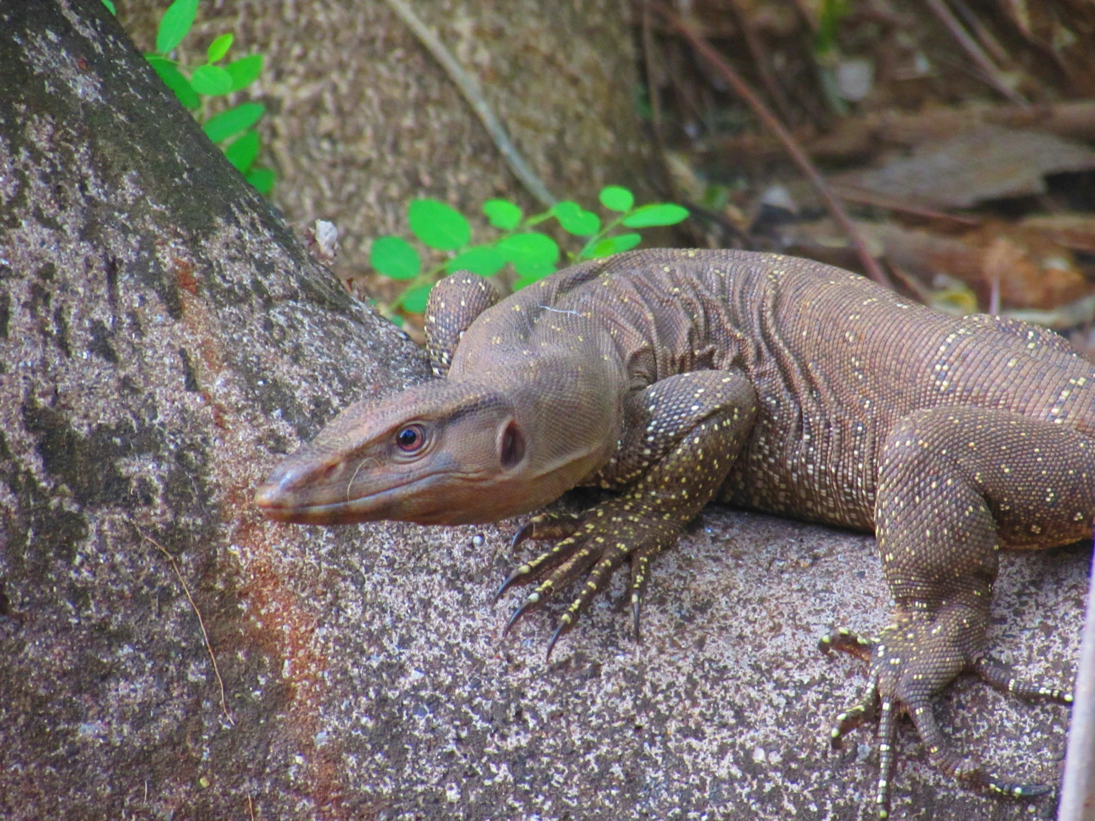 a lizard is laying on a rock, staring straight ahead