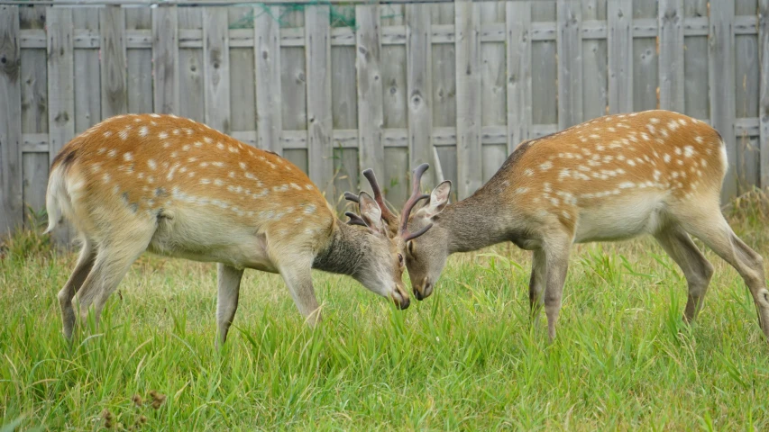two deer are smelling each other while standing in the grass