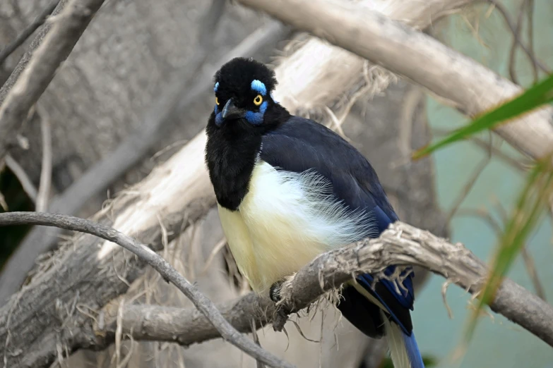 a black and white bird perched on a tree nch