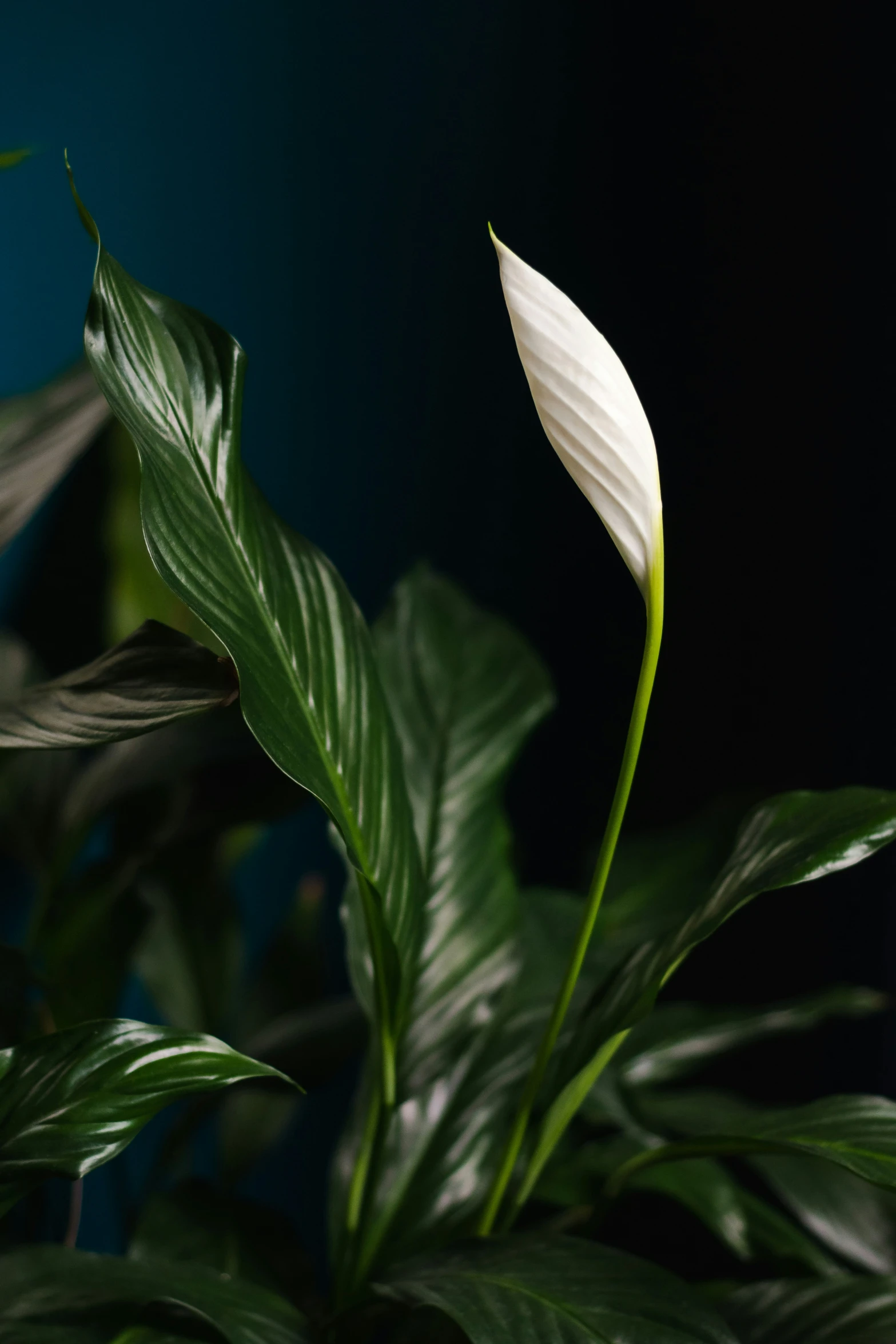 a large white flower standing on top of a green leaf