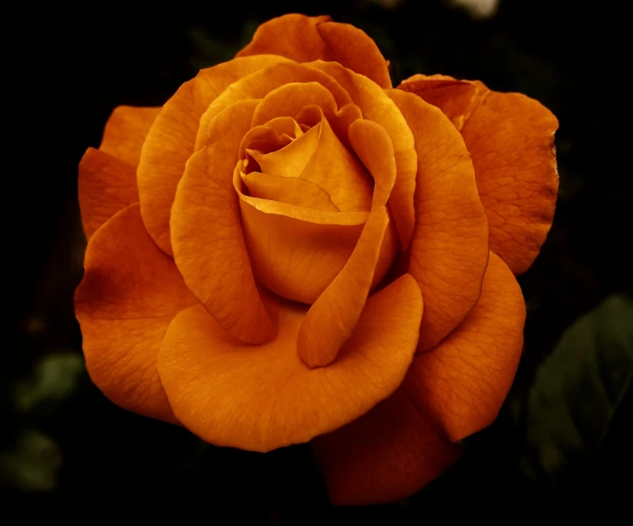 a single orange rose blooming in a garden