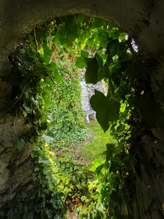 an arched garden doorway, with vines and flowers growing all over the door