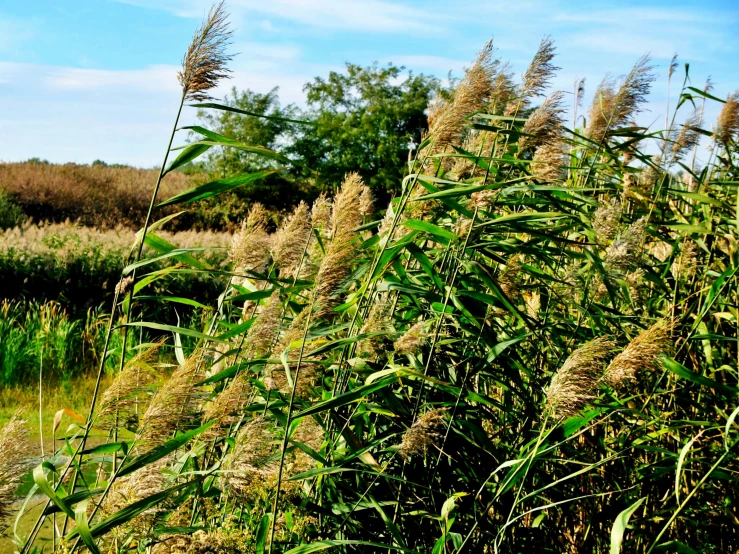 a large field filled with lots of green plants