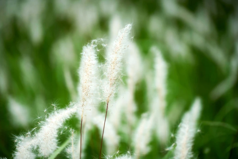 some grass that is very blurry and some grass has white fuzzy flowers