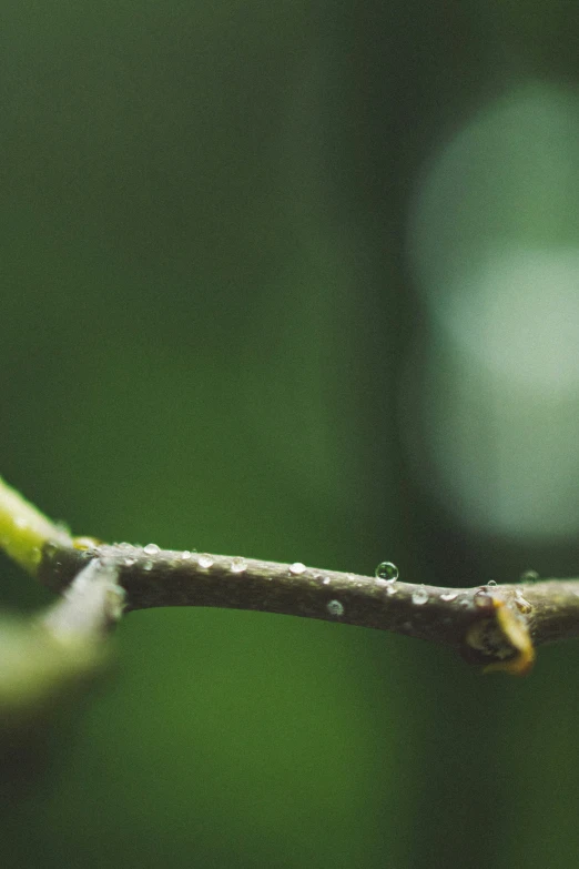 a green and brown tree nch with drops of water