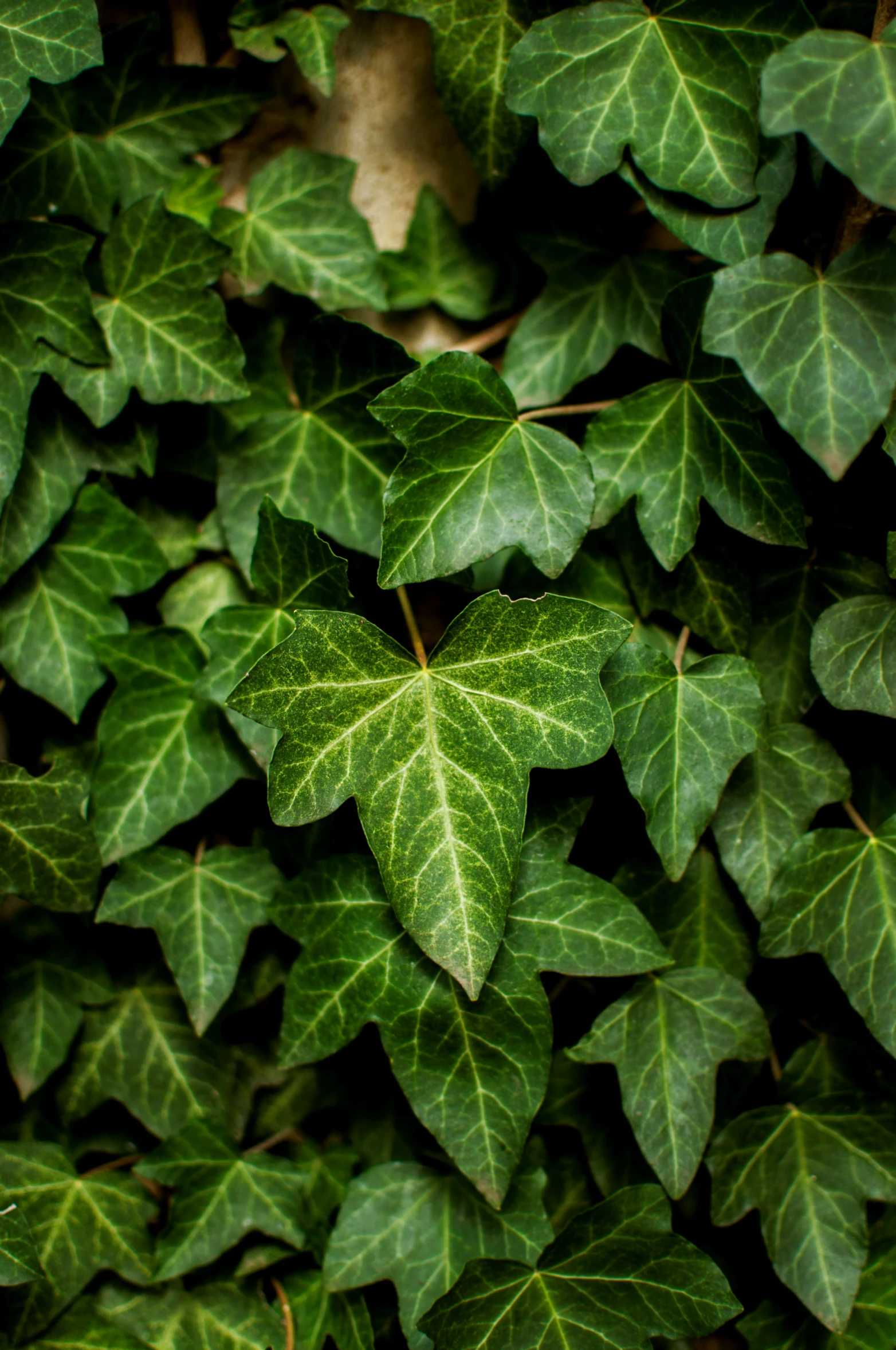 green leaves growing up to the side of a building