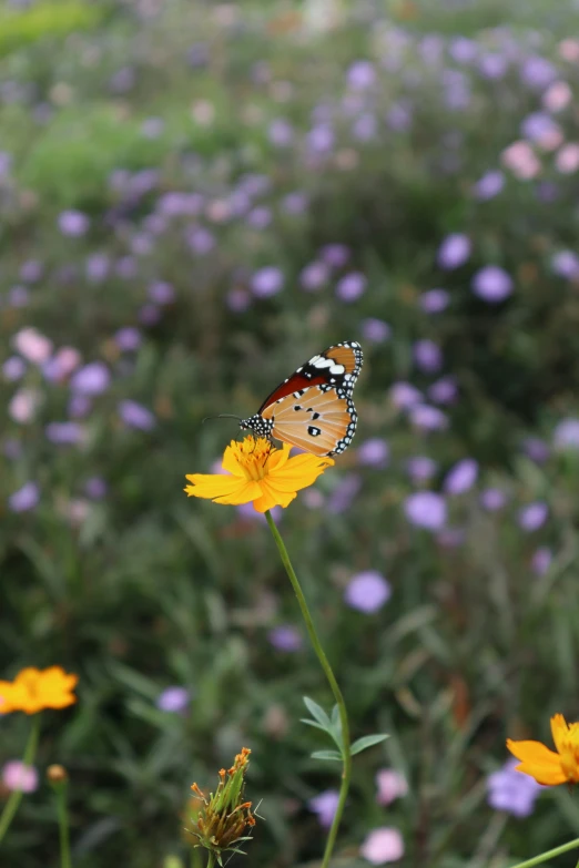 erfly on orange flower in large field of wildflowers