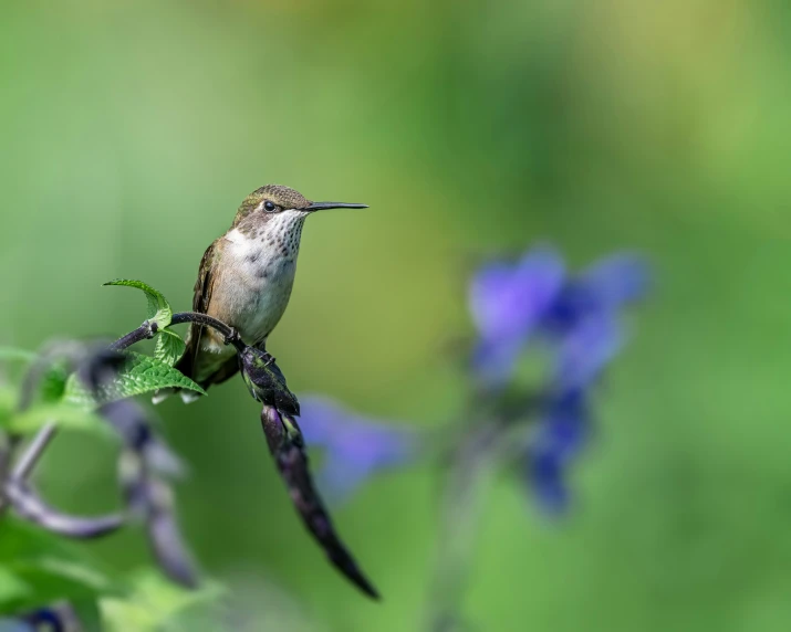 hummingbird perched on a nch with flowers