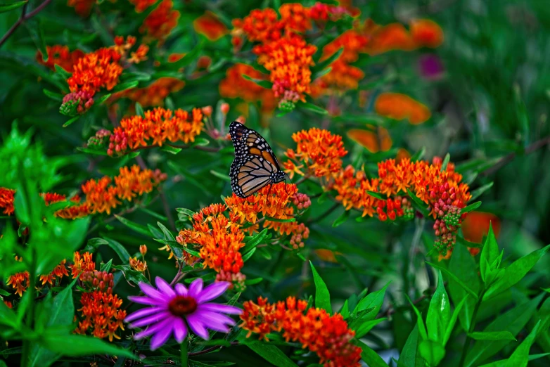 a erfly sitting on a flower in the garden