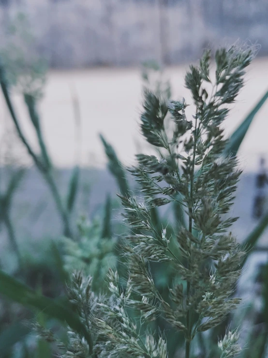 a close up of a plant with a blurry background