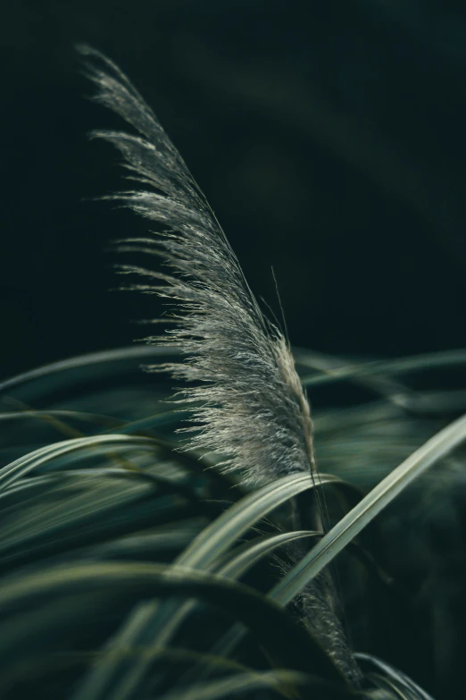 a tall grass with lots of white flowers