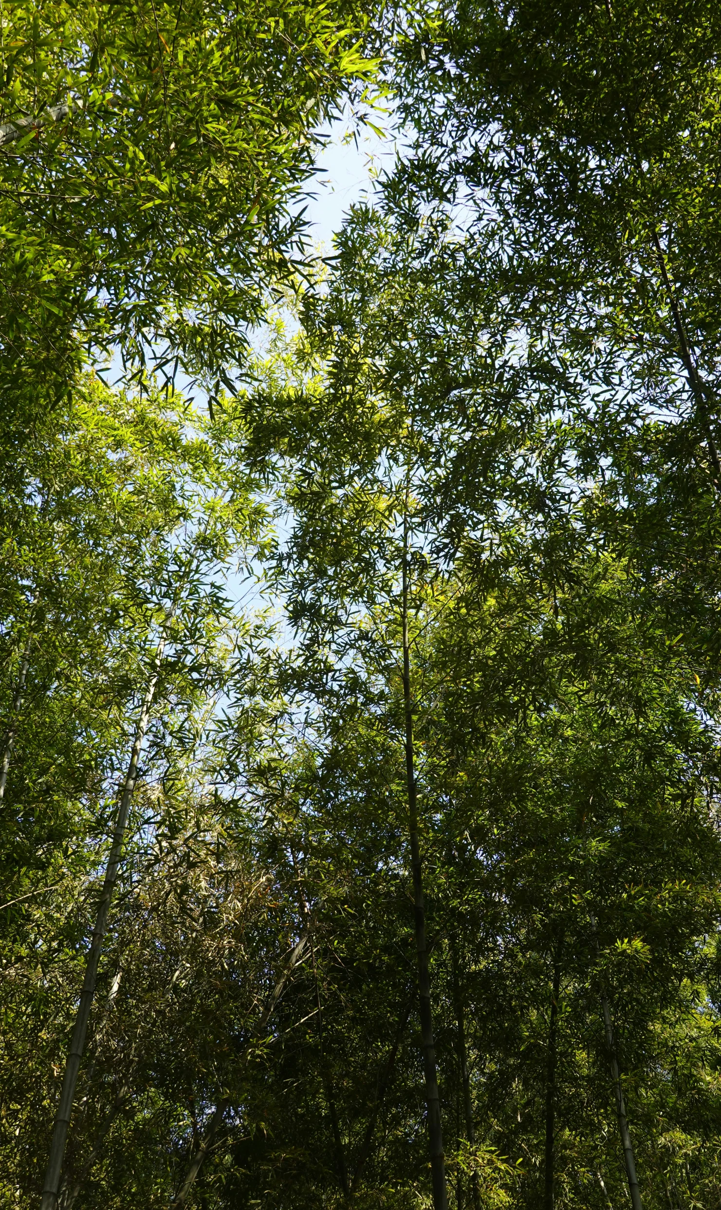 some trees in a lush green forest with a sky background