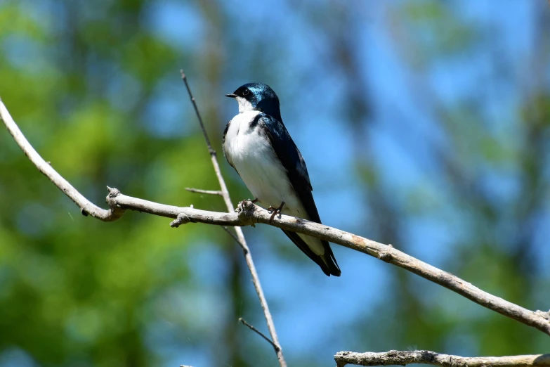 the bird is standing on a tree nch