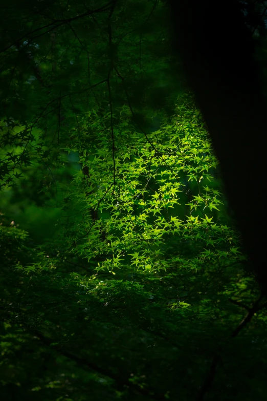 sunlight shining through the dark green foliage in the woods